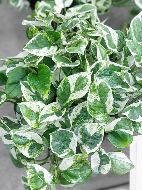 Queens plants