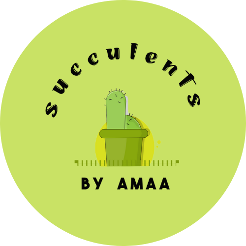 Succulents By Amaa